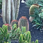 Casa Cactus Tenerife Apartmán