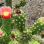 Casa Cactus Tenerife *