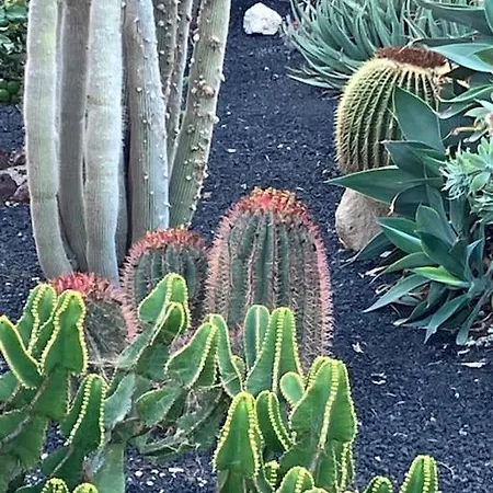 Casa Cactus Tenerife דירה