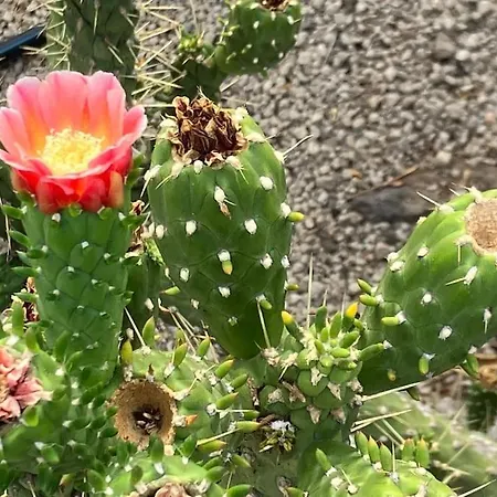 Casa Cactus Tenerife *