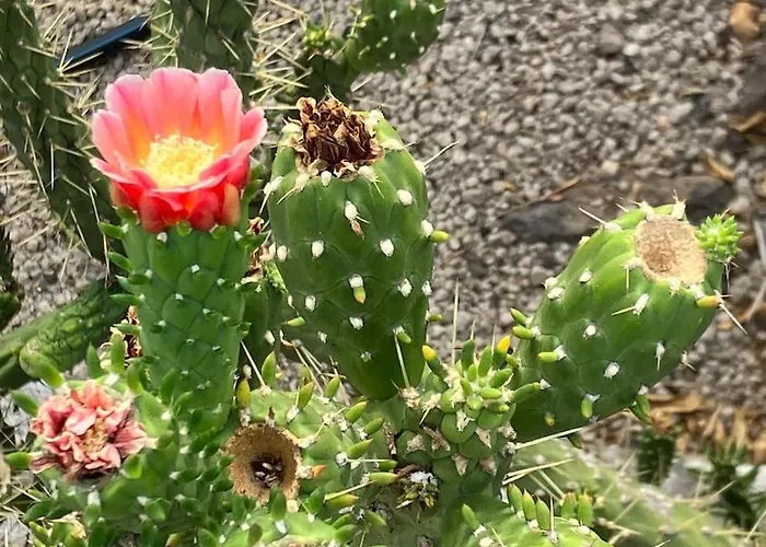 Casa Cactus Tenerife *