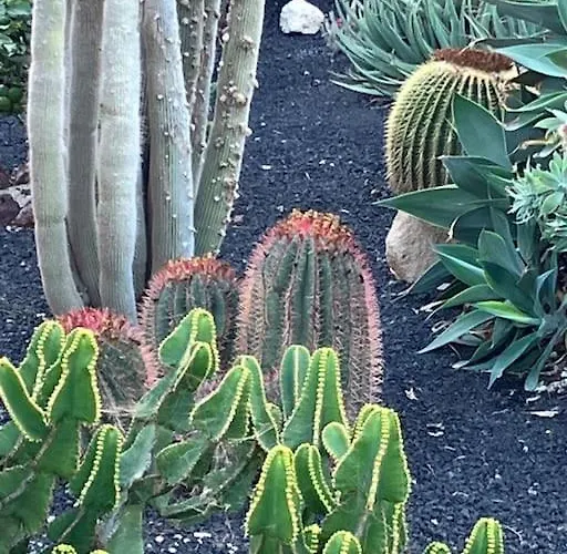 Casa Cactus Tenerife Apartman
